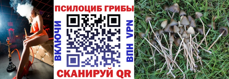Псилоцибиновые грибы Cubensis Дербент